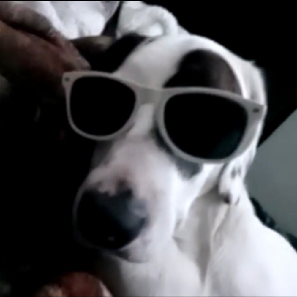 Meet your Posher, Laci